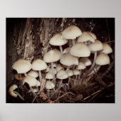 White Wild Mushroom Cluster Poster (Voorkant)