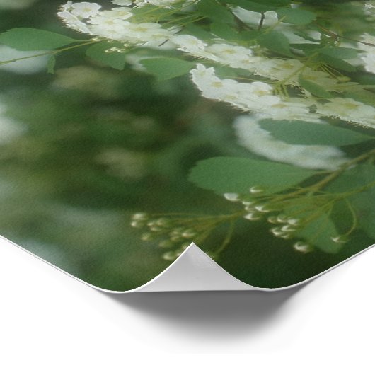 White Wild Rambling Rozen Poster (Hoek)