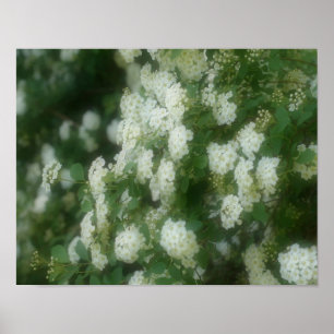 White Wild Rambling Rozen Poster