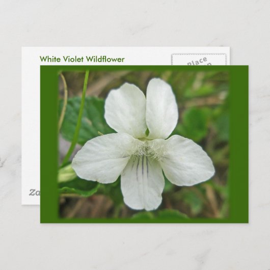 White Wild Violet Coordating Items Briefkaart (Voorkant / Achterkant)