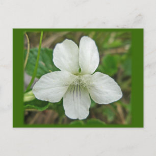 White Wild Violet Coordating Items Briefkaart
