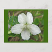 White Wild Violet Coordating Items Briefkaart (Voorkant)