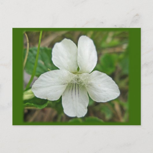 White Wild Violet Coordating Items Briefkaart (Voorkant)