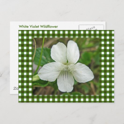 White Wild Violet Coordating Items Briefkaart (Voorkant / Achterkant)