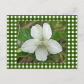 White Wild Violet Coordating Items Briefkaart (Voorkant)