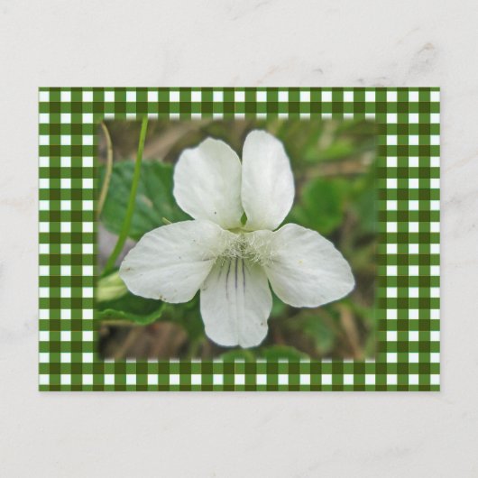 White Wild Violet Coordating Items Briefkaart (Voorkant)
