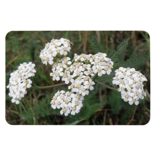 White Wildflower Premium Magnet Magneet (Horizontaal)