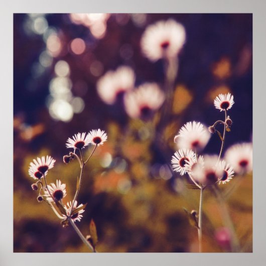 White Wildlowers in Sunlight Paarse Bokeh Poster (Voorkant)