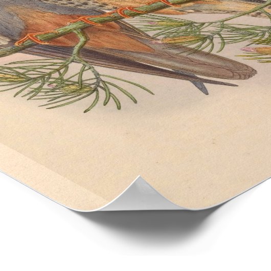 White Winged Kestrel Hawk Bird  Art Print (Hoek)