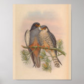 White Winged Kestrel Hawk Bird  Art Print (Voorkant)