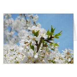 White Wisteria Blossom Kaart