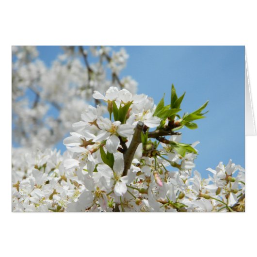 White Wisteria Blossom Kaart (Voorkant Horizontaal)
