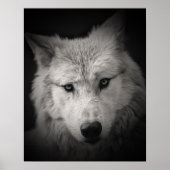White Wolf Black White Photo Poster (Voorkant)