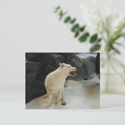 White Wolf Briefkaart (Staand voorkant)