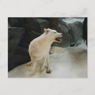 White Wolf Briefkaart