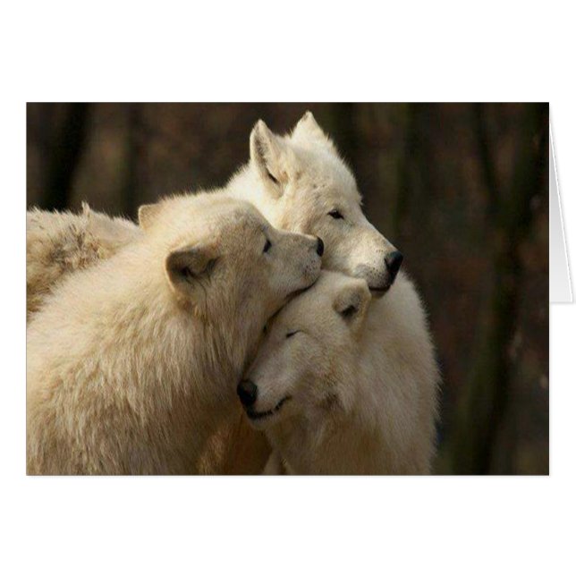 White Wolf Pack (Voorkant Horizontaal)