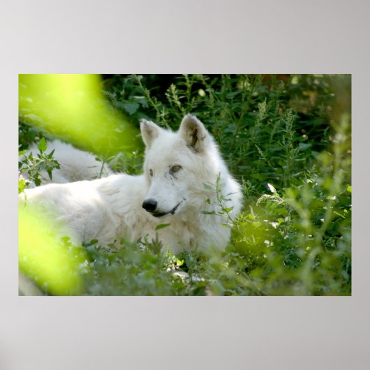 White Wolf Poster (Voorkant)