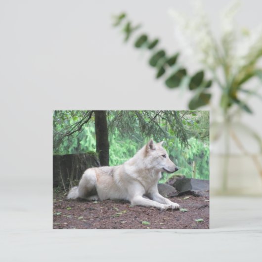 White Wolf Resting Briefkaart (Staand voorkant)