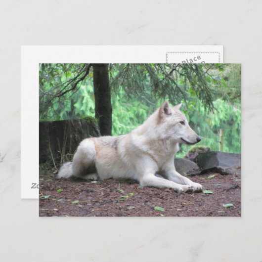 White Wolf Resting Briefkaart (Voorkant / Achterkant)