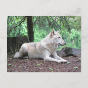 White Wolf Resting Briefkaart