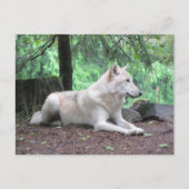 White Wolf Resting Briefkaart (Voorkant)