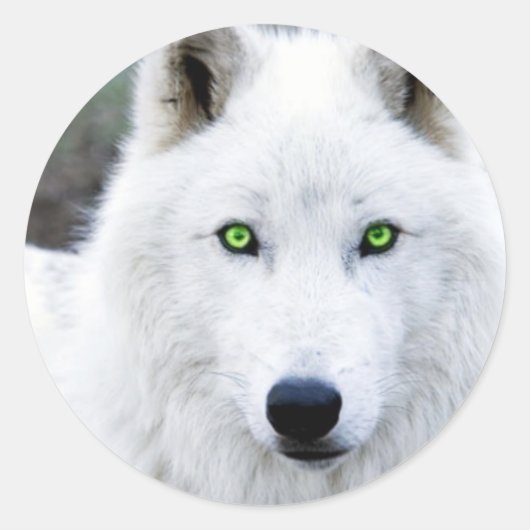 White Wolf Ronde Sticker (Voorkant)