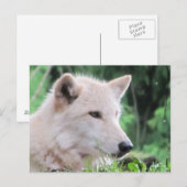 White Wolf Sluiten Profiel Briefkaart (Voorkant / Achterkant)