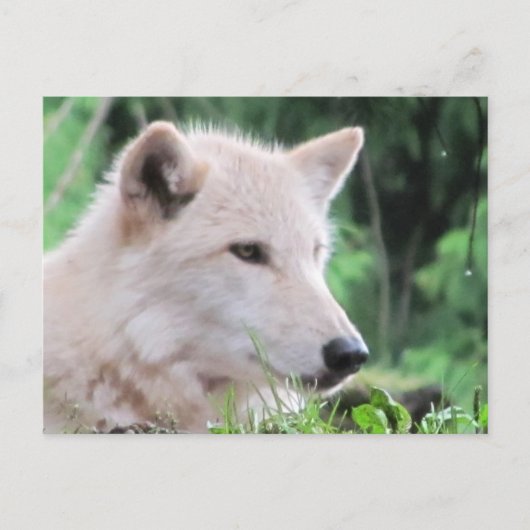 White Wolf Sluiten Profiel Briefkaart (Voorkant)