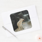 White Wolf Vierkante Sticker (Envelop)