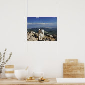 White Wool Rocky Mountain Goat staat bovenop Poster (Keuken)