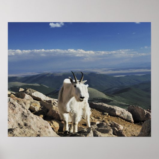 White Wool Rocky Mountain Goat staat bovenop Poster (Voorkant)