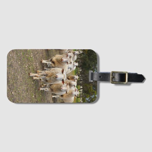 White Wooly Sheep Herd Bagagelabel (Voorkant (horizontaal))