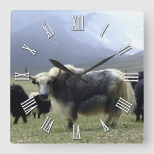 White Yak in Ladakh / Tibet Mountains, Himalaya Vierkante Klok