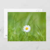 White Yellow Daisy Flower on Green Grass Briefkaart (Voorkant / Achterkant)