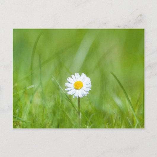 White Yellow Daisy Flower on Green Grass Briefkaart (Voorkant)