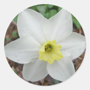 White & Yellow Narcissus Note Card Ronde Sticker