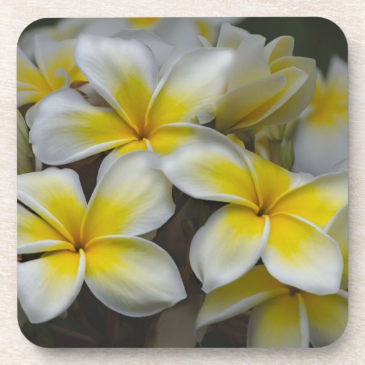 White Yellow Plumeria Bier Onderzetter (Voorkant)