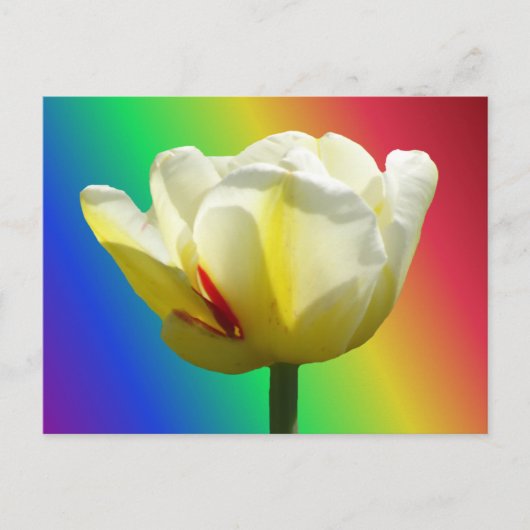 White Yellow Tulip Sluiten regenboogkleurig Briefk Briefkaart (Voorkant)