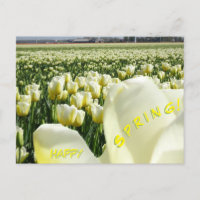 White Yellow Tulips Field Happy Spring Briefkaart