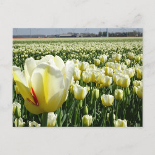White Yellow Tulips Landscape DIY Briefkaart