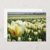 White Yellow Tulips Landscape DIY Briefkaart (Voorkant / Achterkant)