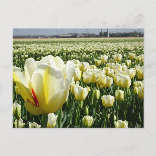 White Yellow Tulips Landscape DIY Briefkaart (Voorkant)