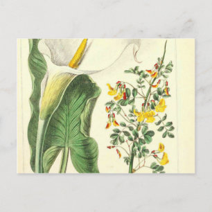 White Yellow Wild Flower  Botanical Print Briefkaart