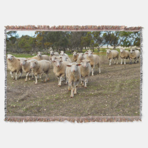 White Young Wooly Sheep Deken