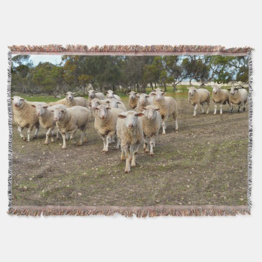 White Young Wooly Sheep Deken (Voorkant)