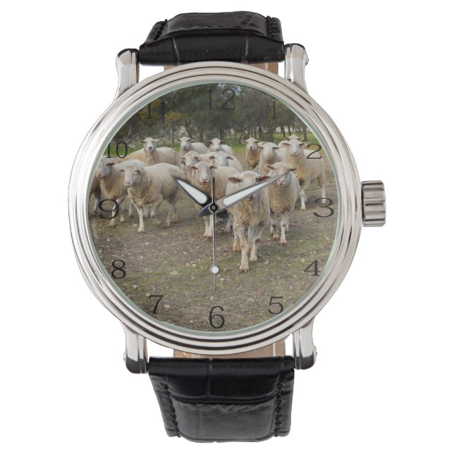 White Young Wooly Sheep Horloge (Voorkant)