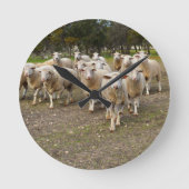 White Young Wooly Sheep Ronde Klok (Voorkant)