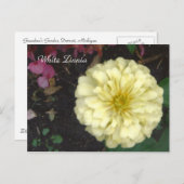 White Zinnia Briefkaart (Voorkant / Achterkant)