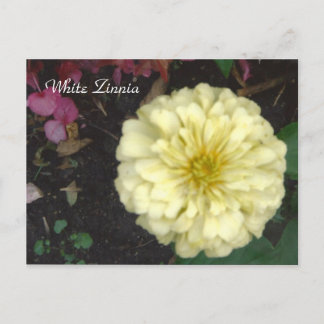 White Zinnia Briefkaart