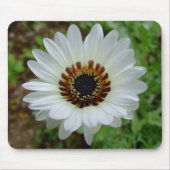 White Zulu prince Daisy Muismat (Voorkant)